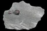 Plate of Two Red Embers Garnet in Graphite - Massachusetts #127808-1